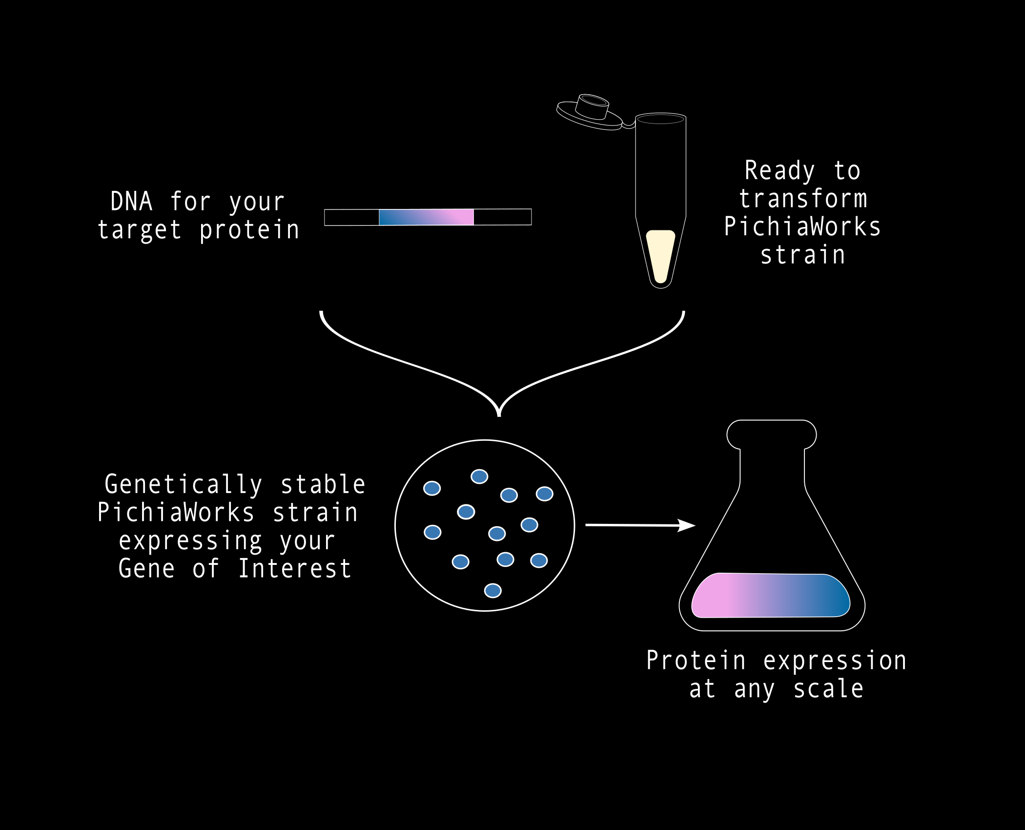 PichiaWorks – Ginkgo Reagents