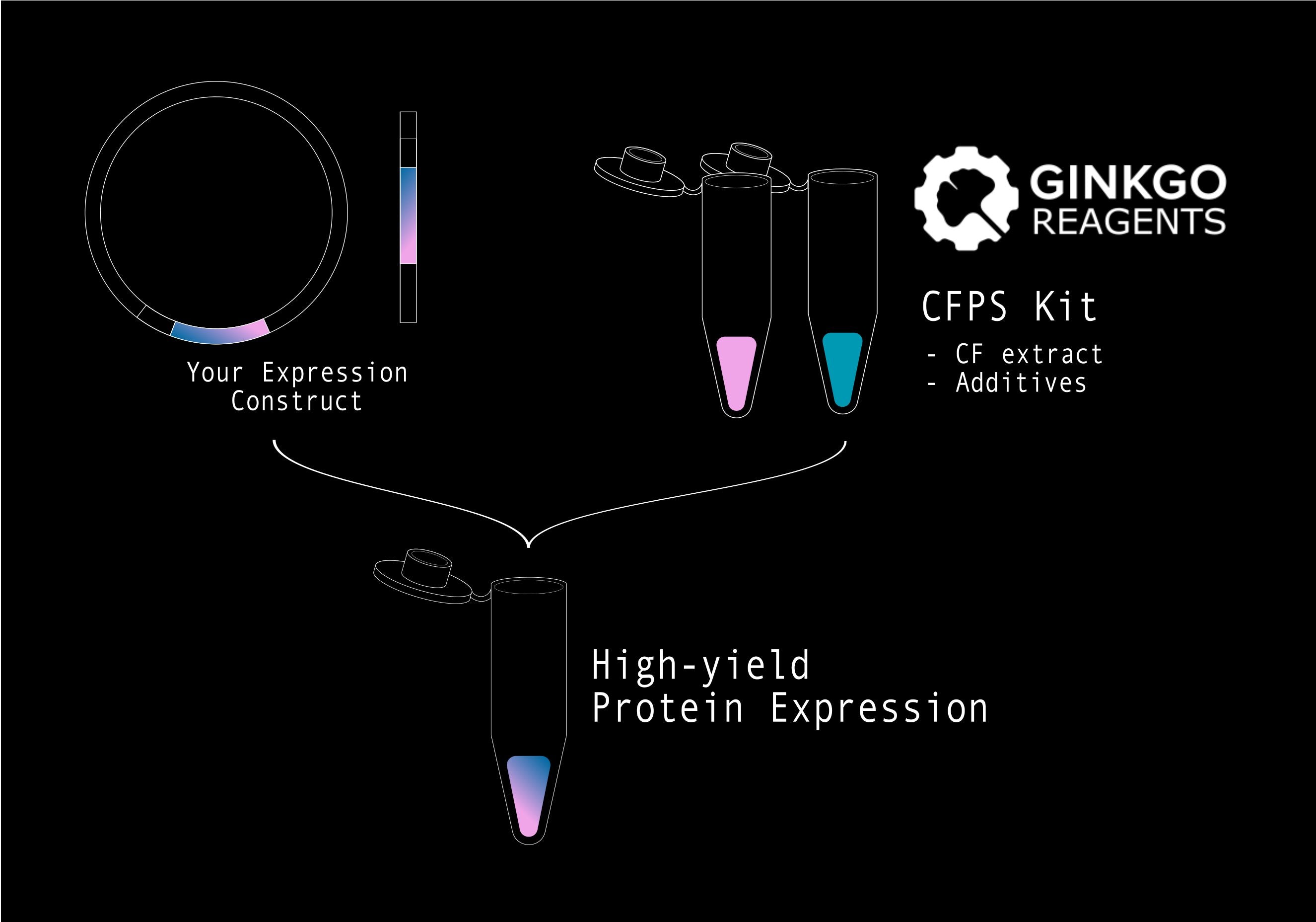 Cell Free Protein Synthesis Kits