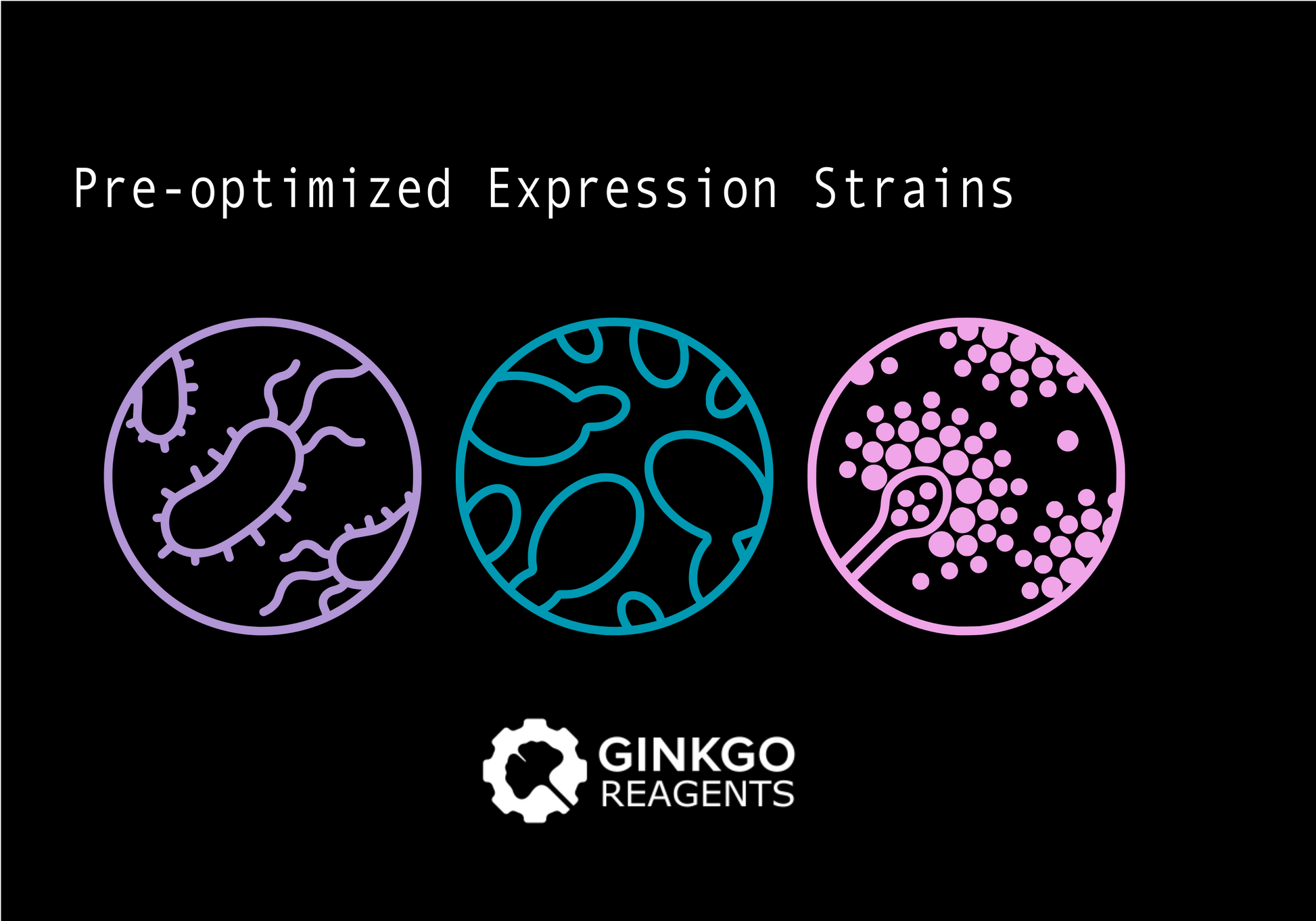 Expression Strains