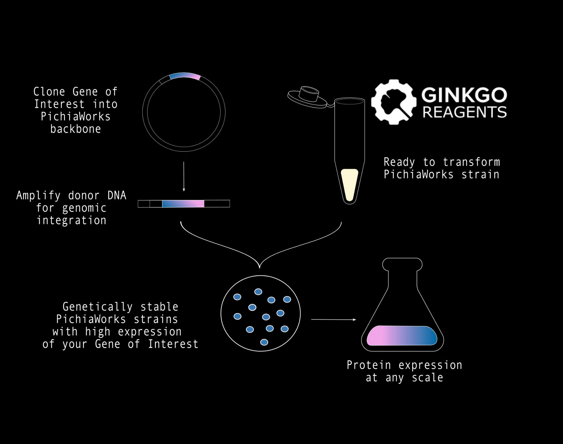 PichiaWorks Protein Expression System