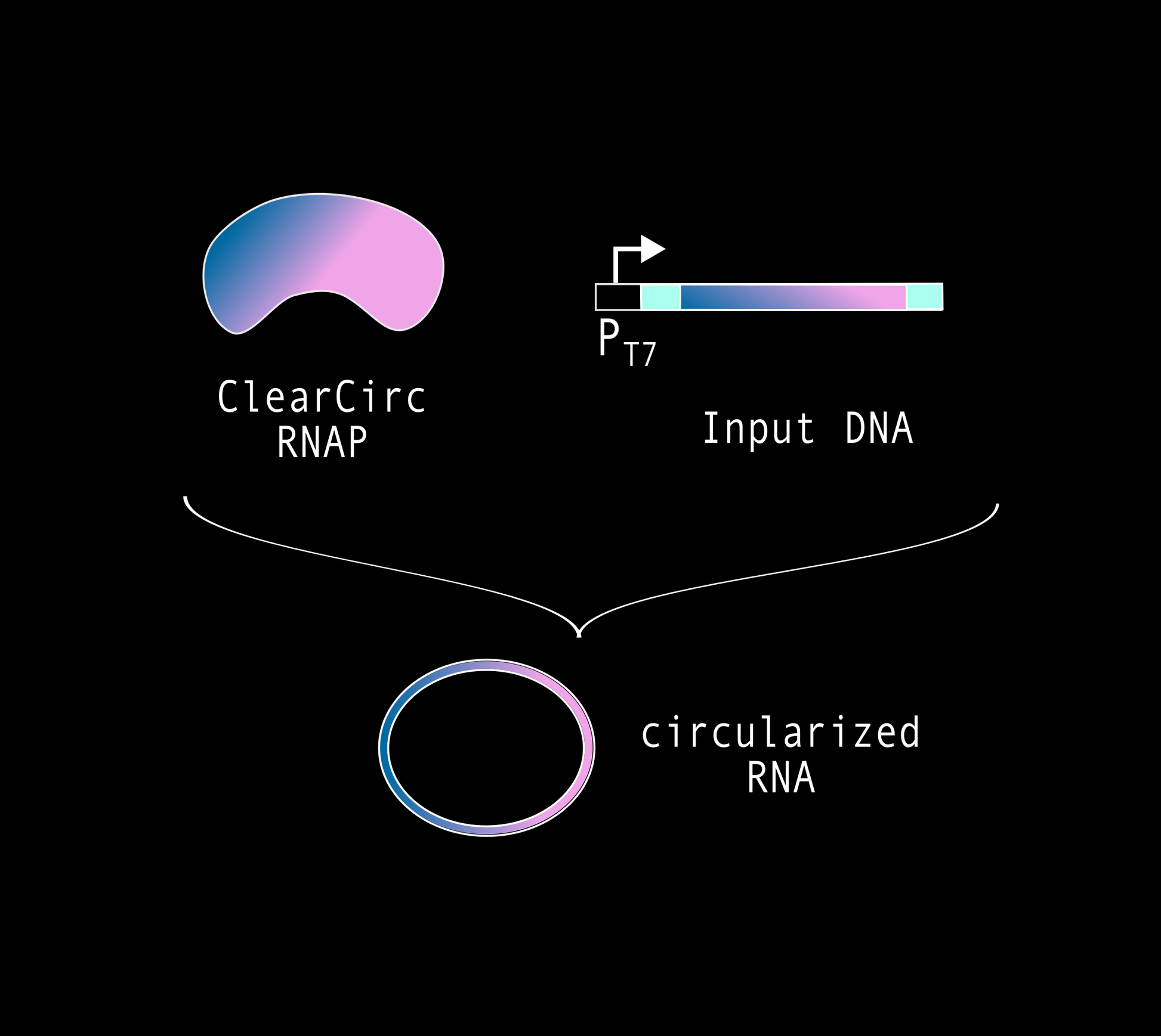 T7 ClearCirc RNA Polymerase