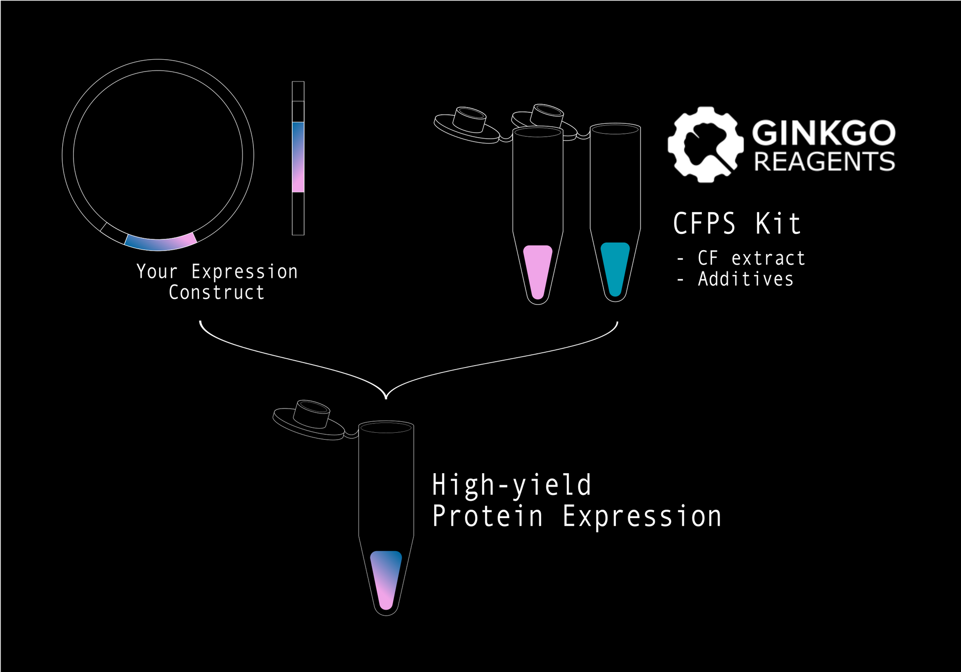 Cell Free Protein Synthesis (E. coli)