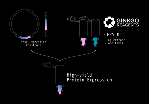 Cell Free Protein Synthesis (E. coli)