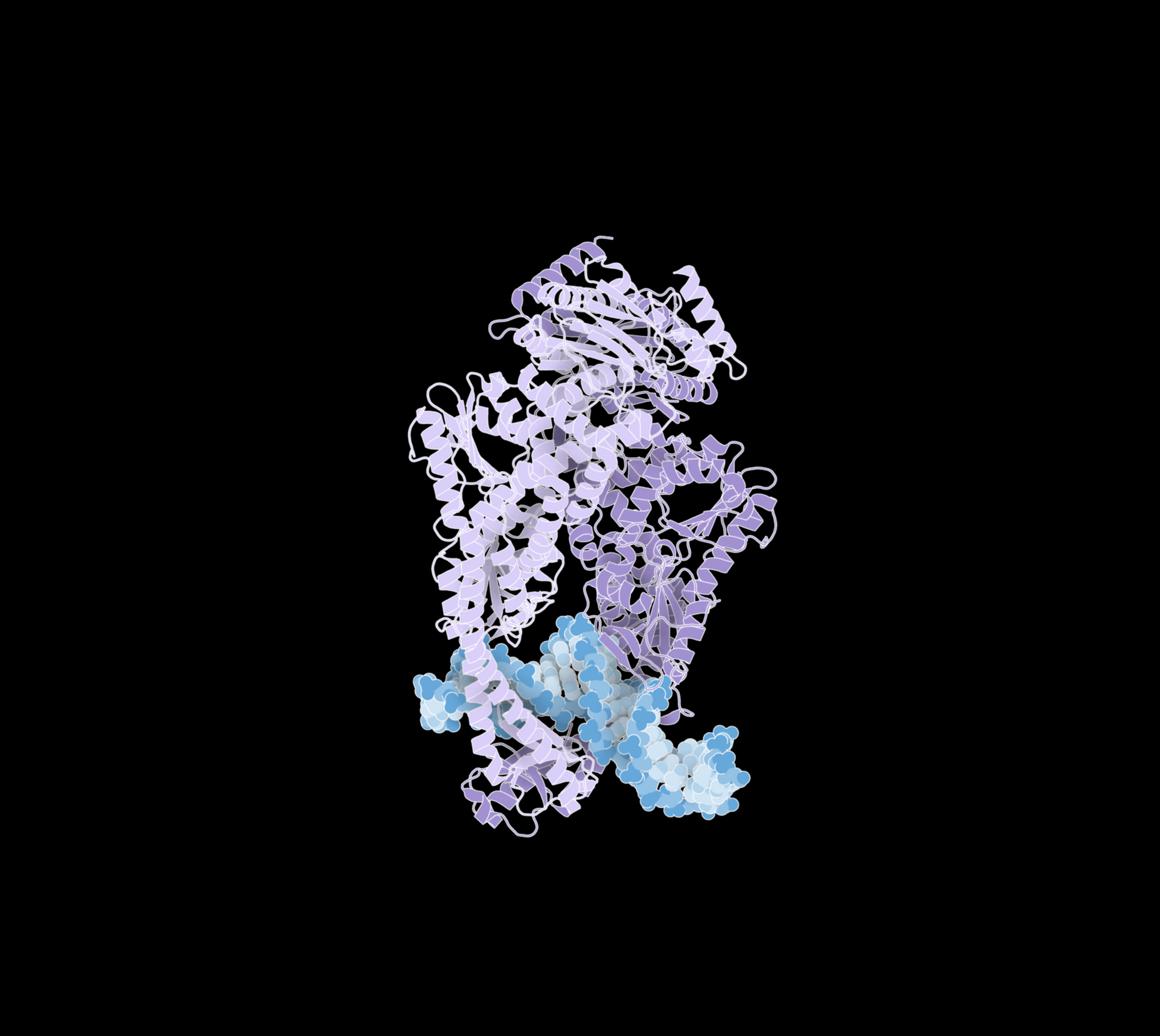 DNA Mismatch Repair Protein (mutS)