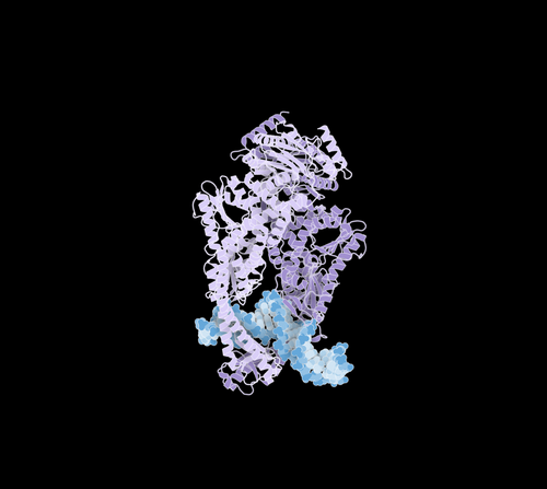 DNA Mismatch Repair Protein (mutS)